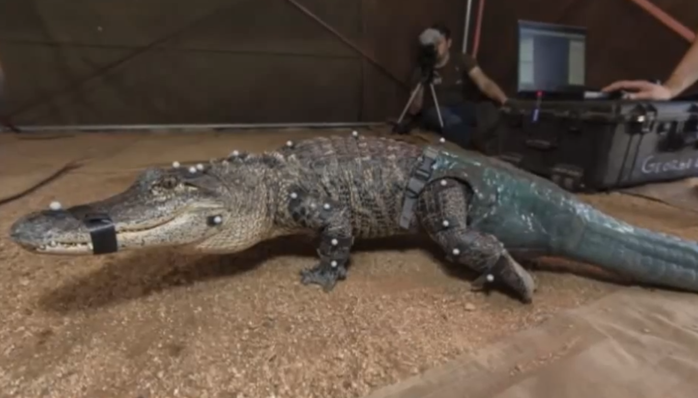 Biten, Hjälp, Alligator, åt upp, svans, svansprotes